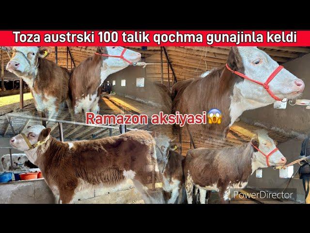 Toza austrski qochma gubajinla️99 397 04 52️94 396 04 52️ @Samandaruzz