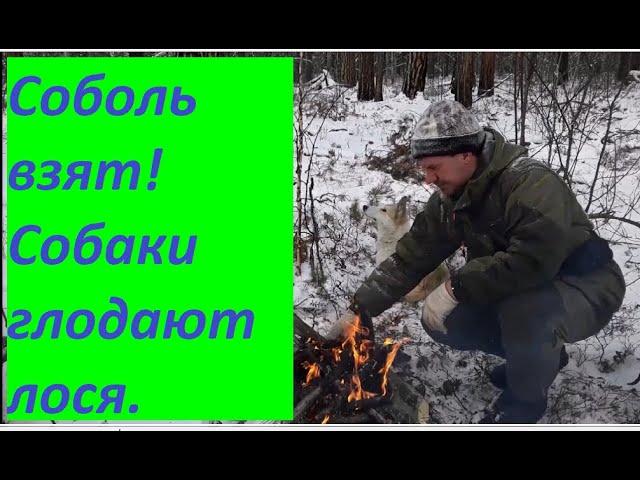 Соболь взят! Собаки глодают лося. 9 серия