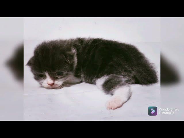 BEDA BAYI KUCING (BABY CAT PERSIA DAN KAMPUNG)