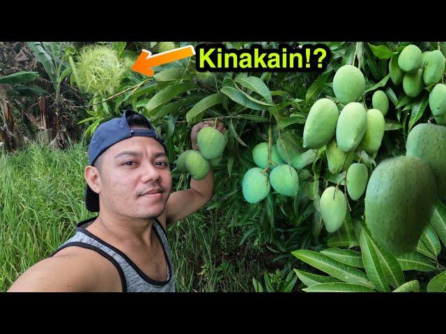 Di daw Nakakalason?! | Mango Picking in Cemetery | Master Gala