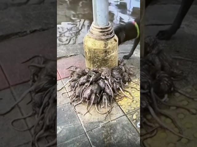 This is what happens to Rats During Rain 