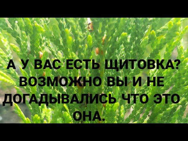 КАК ВЫЧИСЛИТЬ ЩИТОВКУ НА ХВОЙНЫХ ДЕКОРАТИВНЫХ РАСТЕНИЯХ. МЕТОД БОРЬБЫ С ЩИТОВКОЙ.