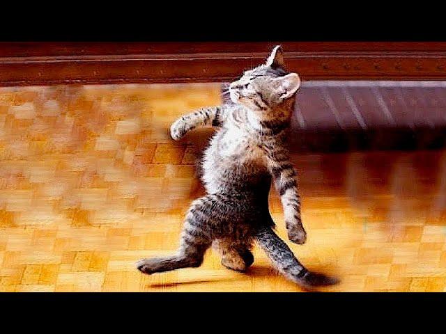 Funny animals - Funny cats / dogs - Funny animal videos 63