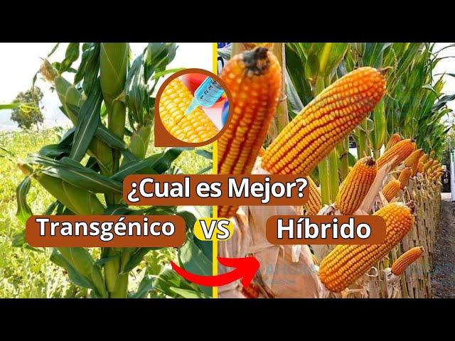 Maíz Transgénico vs. Maíz Híbrido: El Duelo Agrícola Revelado | ¿Cuál Cultivar?