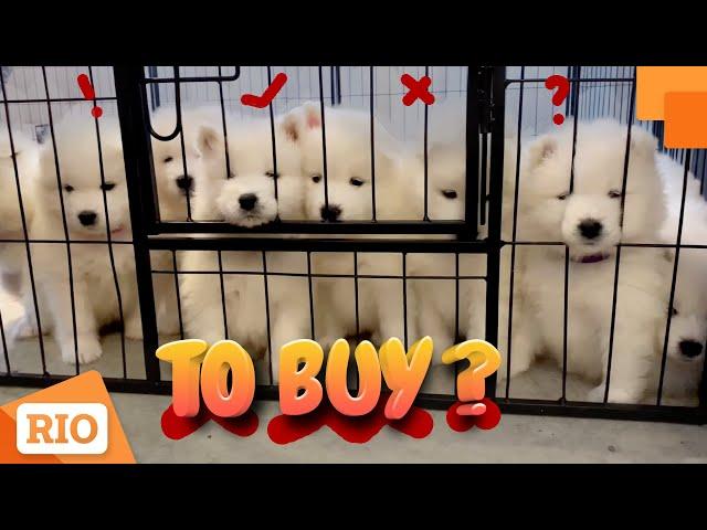 Getting a Samoyed Puppy - First Meeting Samoyed Dog