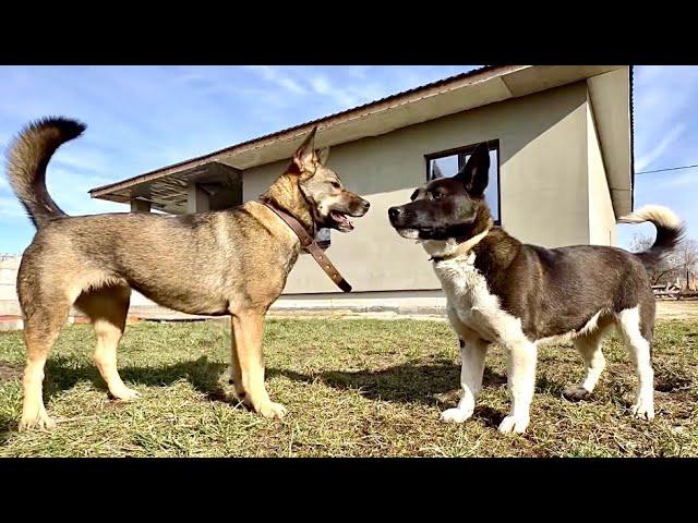 Dogs play | Tesla and Tyava | #tesladog #dog