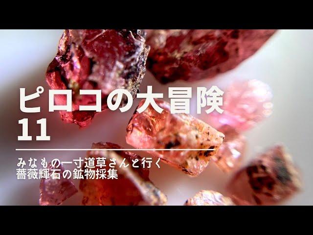 [鉱物採集2024]　ピロコの大冒険11　みなもの一寸道草さんと行く　薔薇輝石の鉱物採集