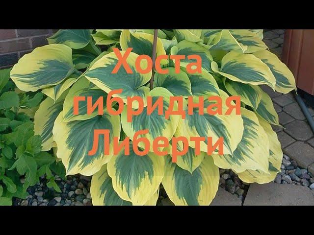 Хоста гибридная Либерти (hosta liberty)  хоста Либерти обзор: как сажать саженцы хосты Либерти