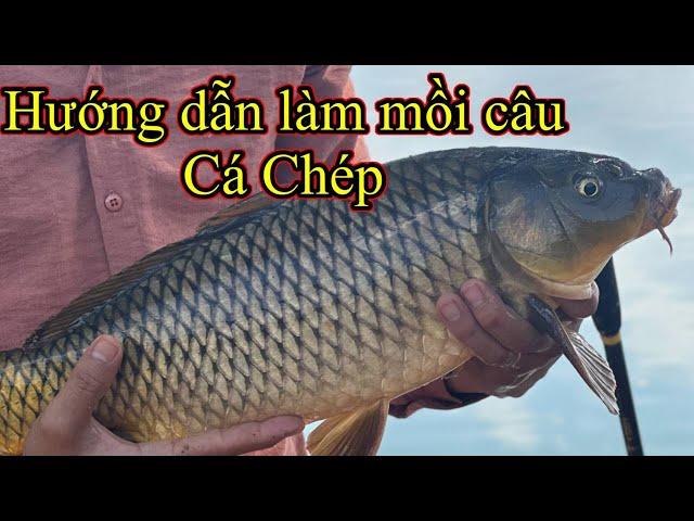 Hướng dẫn làm mồi câu cá chép , dễ dàng và tiết kiệm chi phí