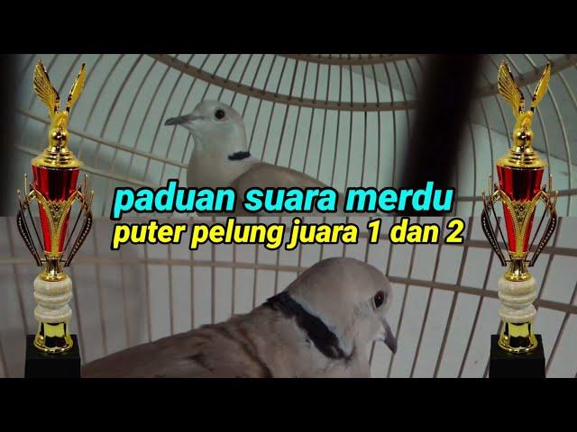 Paduan Suara Merdu,Puter Pelung Juara 1 Dan 2