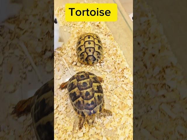 Pronunciation #englishmalayalam #englishforbeginners #learnenglish #tortoise