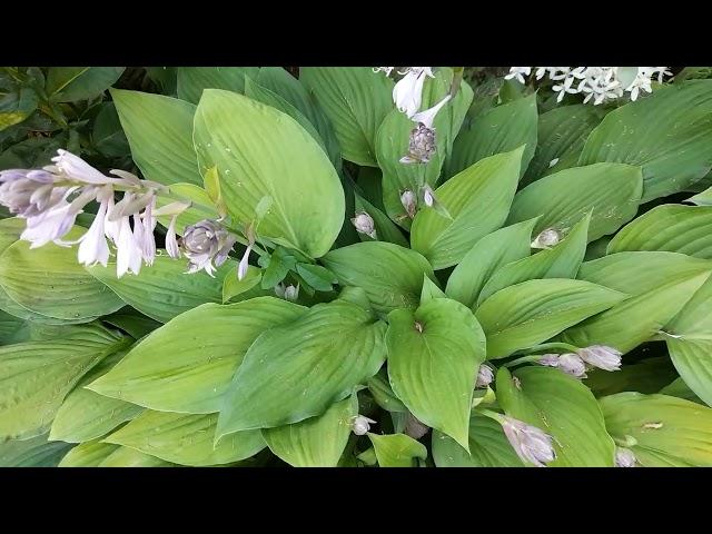 Хосты (лат. hosta)вдоль садовой дорожки. Пять надёжных сортов./#hosta #хоста