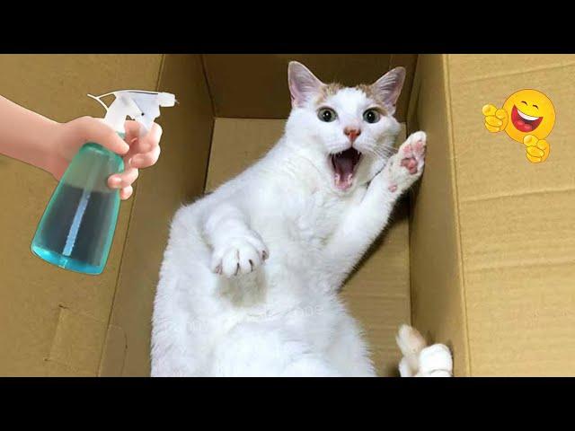 Funniest Cats And Dogs Videos  Funniest Pet Make You Unable To Stop Laughing 