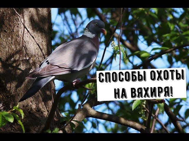 КАК ПРАВИЛЬНО ОХОТИТЬСЯ НА ВЯХИРЯ! 3 СПОСОБА ОХОТЫ! #EGORSHOW #Охота #Природа #Вяхирь