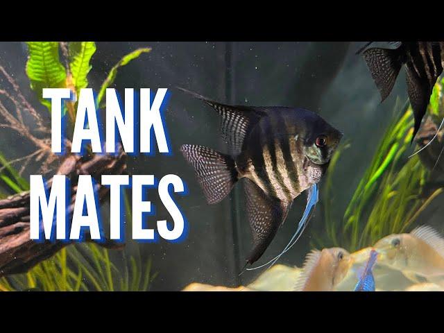 Top 10 Tank Mates for Freshwater Angelfish