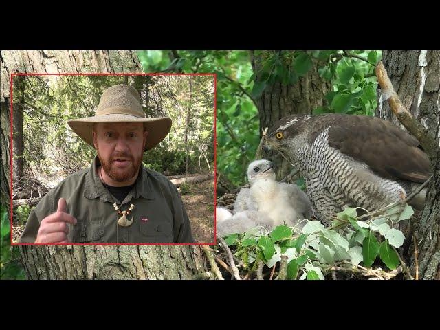 Falconry: Looking for Goshawk nests #falconry