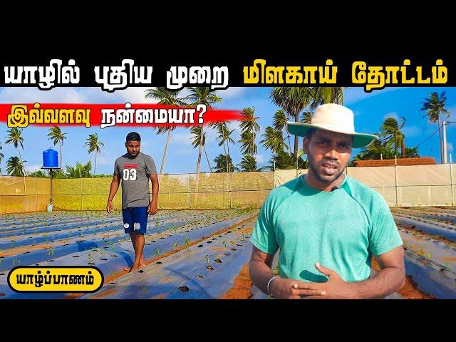 இப்படியும் மிளகாய் தோட்டம் செய்யலாம்! | Chilli Garden in New way in Jaffna | Pavaneesan