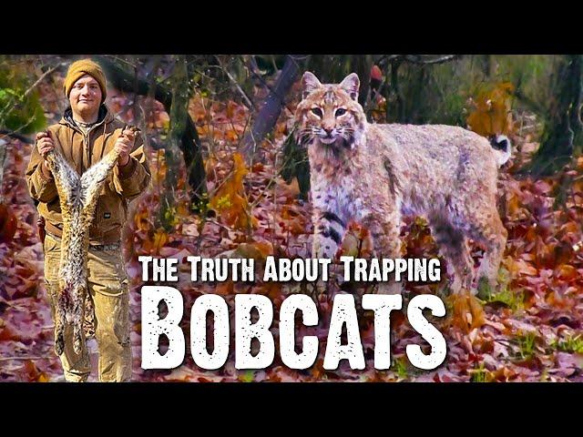 We Caught a Bobcat! - The Truth About Trapping Bobcats (748)