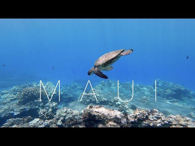 Snorkeling with Tropical Fish & Sea Turtles in Maui, Hawaii