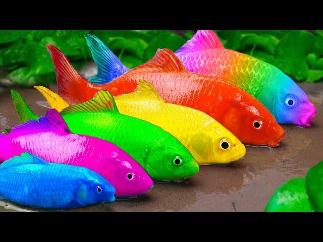 Menangkap Ikan Glofish, Ikan Mas Koki, Ikan lele | Memasak Primitif - Stop Motion ASMR