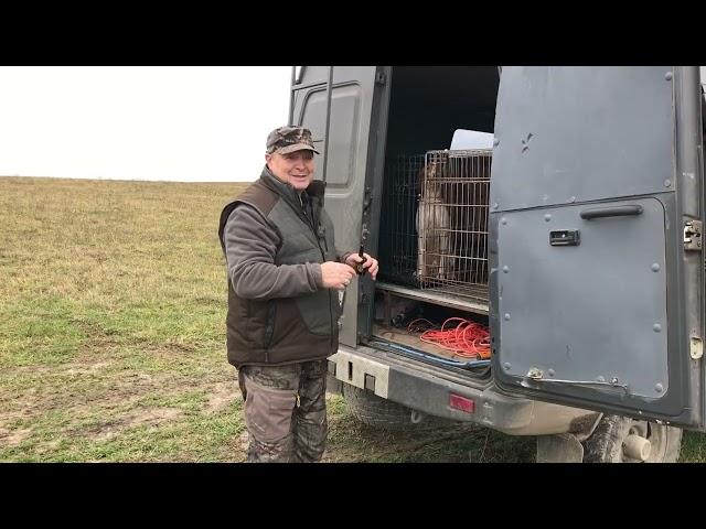 Контроль легавой собаки в поле