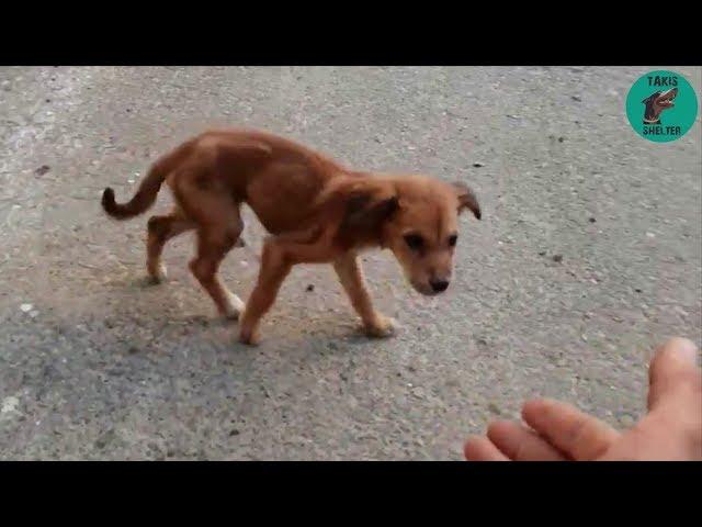 Another puppy in shocking condition, dumped in trash... - Takis Shelter