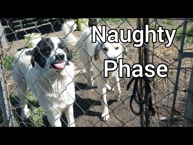 The Truth About the TEEN PHASE of Livestock Guardian Dogs  #LGDs