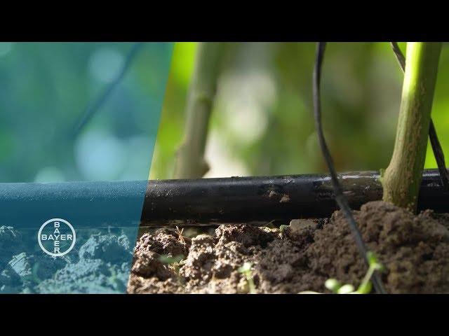 The Drip Irrigation System