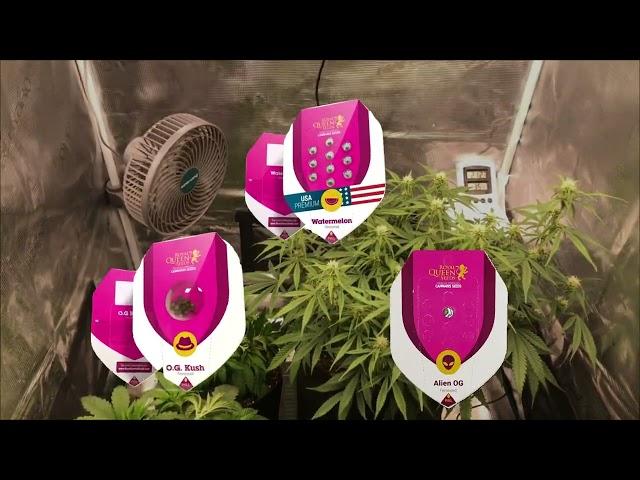 3 Royal Queen Seeds im Vergleich – O.G. Kush, Watermelon & Alien OG | Indoor Grow Guide