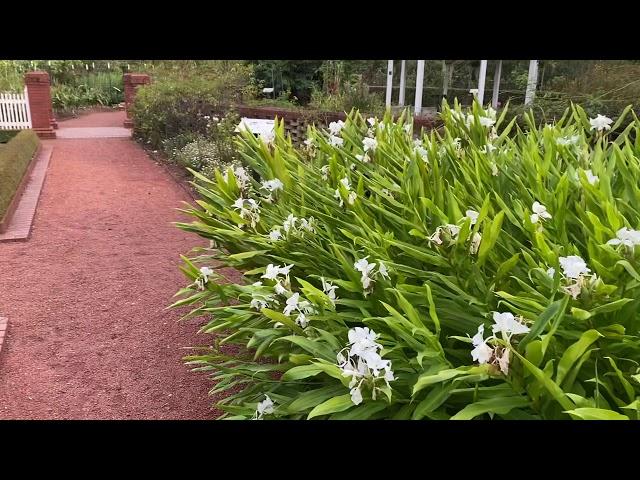 The fragrant ginger lily, Hedychium