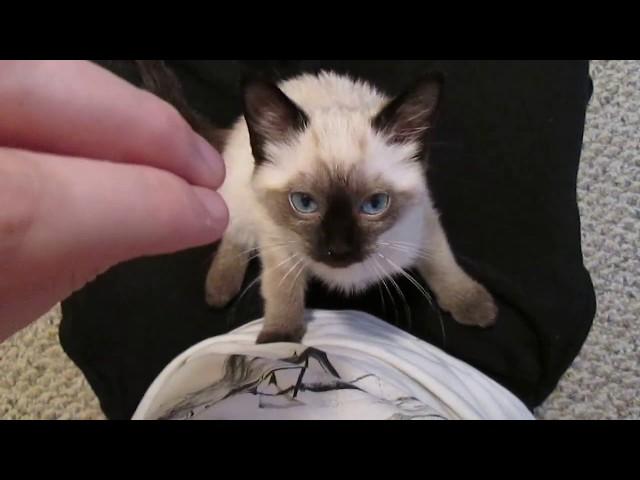 Siamese Kitten LOUDEST Purring