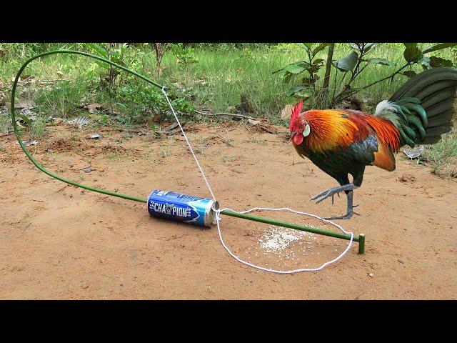 Easy Wild Chicken Trap Using CHAMPION Cans & Wood - Amazing Bird Trap