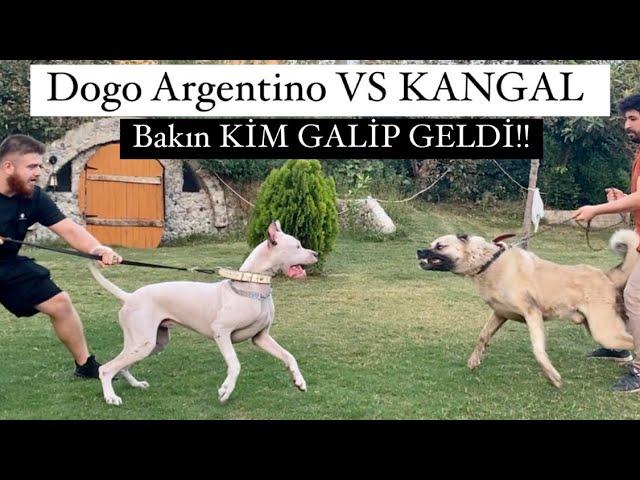 KURTÇU KANGAL VS DOGO ARGENTİNO TYSON VE AYI BOĞAN CARLOS!