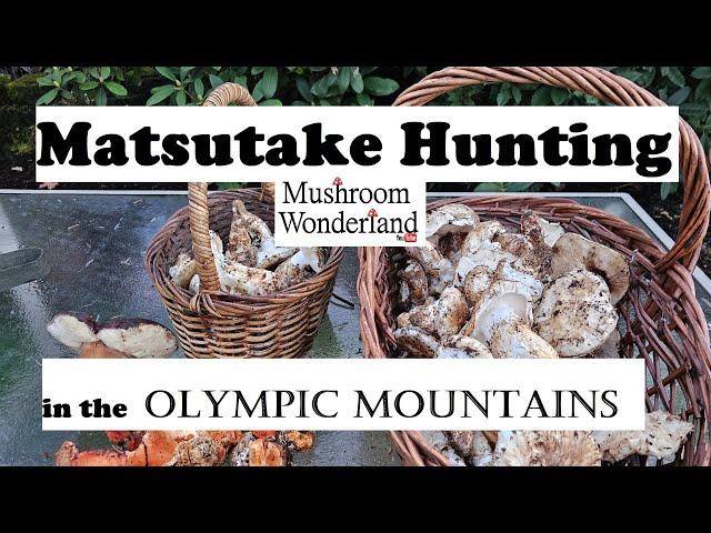 Matsutake Hunting in the Olympic Mountains- Amazing Patch!