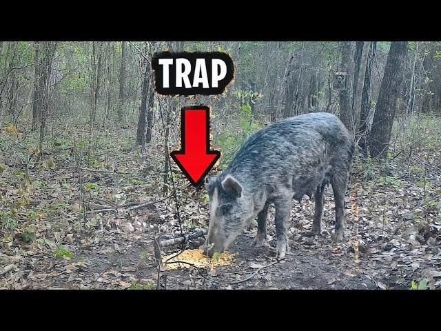 Primitive Pig Trap That WORKS... Survival