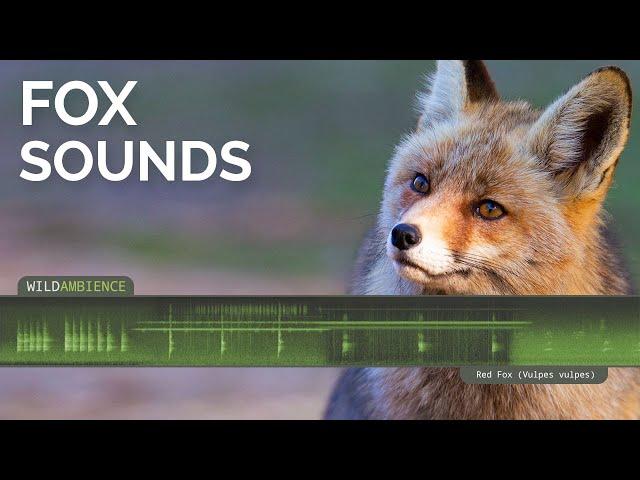 Fox Sound & Calls - Scary scream, barking call & other fox sounds at night.