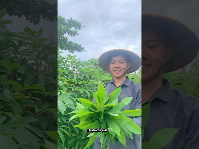 Daun Singkong #minivlog #alam #natural #youtubeshorts