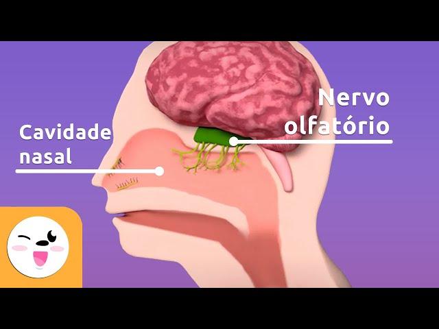 O olfato - As partes do corpo responsáveis pelo olfato - O sentido para crianças