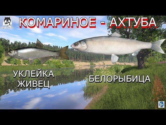 КОМАРИНОЕ - АХТУБА  УКЛЕЙКА ЖИВЕЦ - БЕЛОРЫБИЦА Русская Рыбалка 4 (РР4)