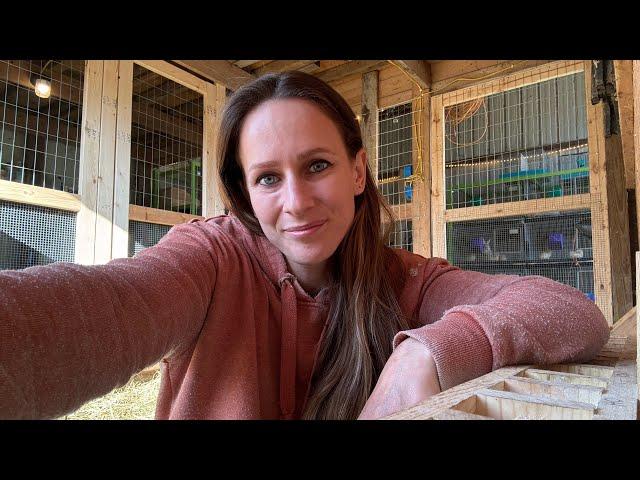 Updates on the Farm (Rabbits, Chickens, Goats) - No official video this week!