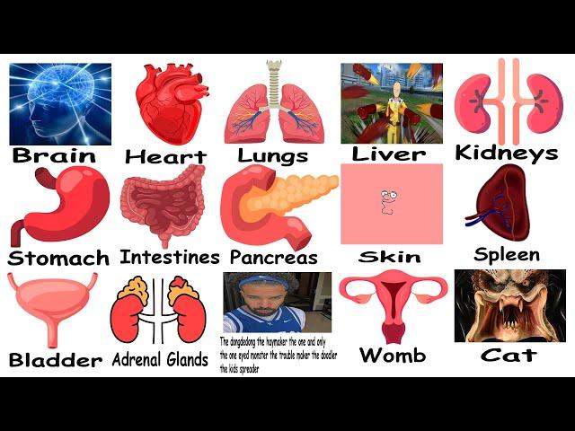 Every Human Organ Explained Using Memes