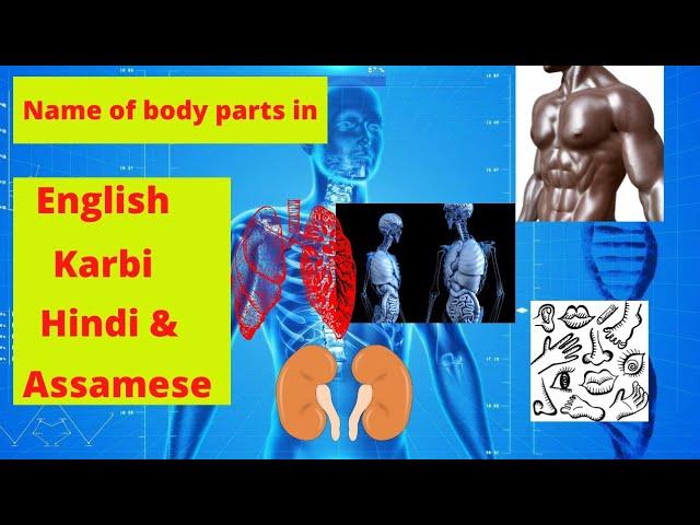 Name of  parts of human body  in karbi, English, Assamese and hindi part 1