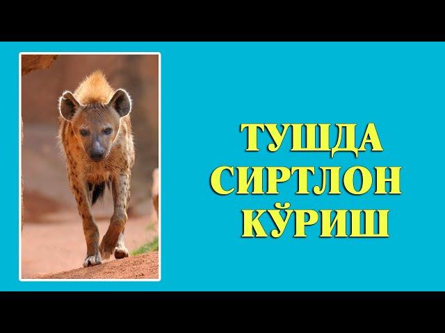 Туш табири - Тушда Сиртлон куриш