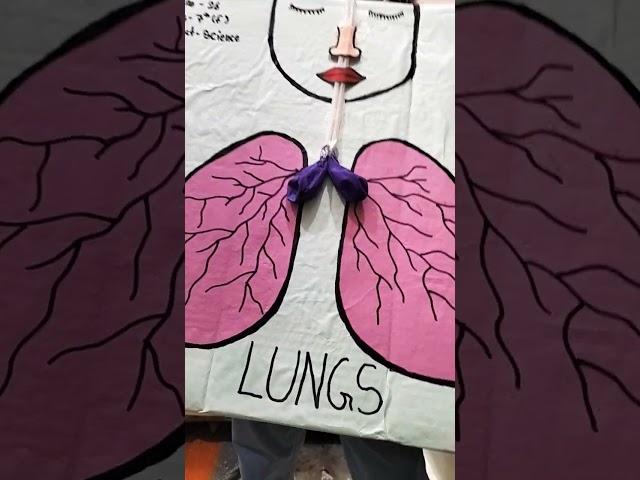 lungs 🫁 project made by kanishka #video #video #kanishkadrawing123