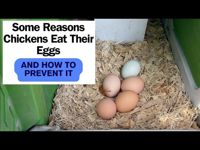 Why Chickens Eat Their Eggs and How to Prevent it!