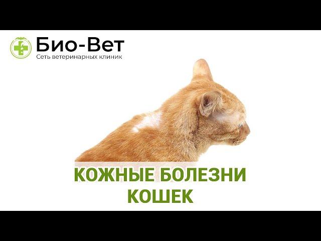 Кожные болезни кошек // Сеть Ветклиник Био-Вет