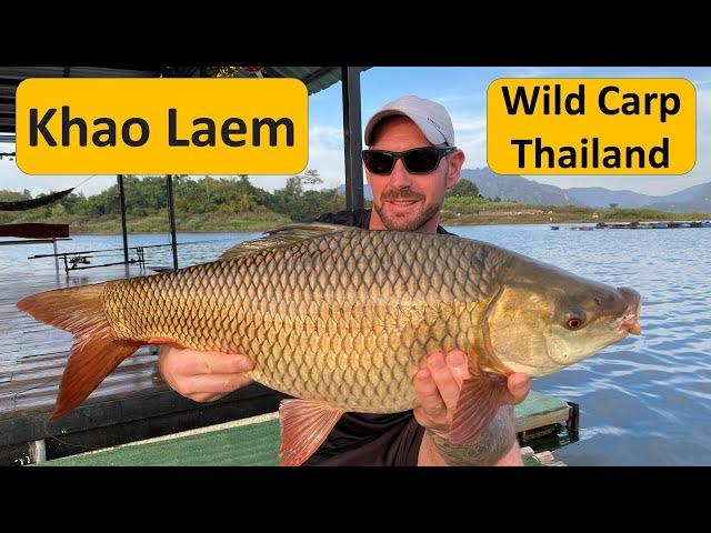 Wild Carp Fishing in Thailand @ Khao Laem National Park. ตกปลาเขาแหลม Hampala Barb, rohu carp.