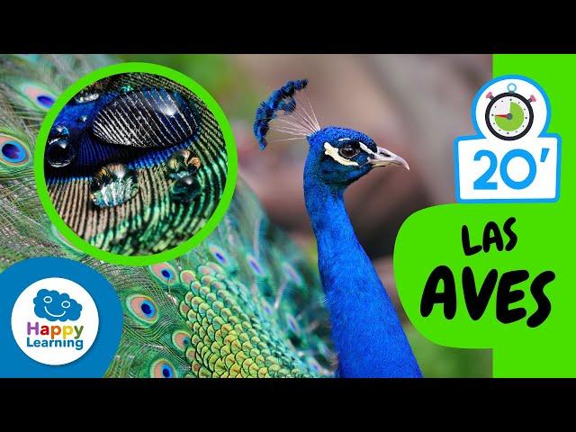 Cosas que nos sabías sobre LAS AVES |Aprende el Reino Animal | Happy Learning   