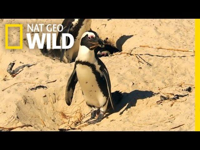 Penguin Crime Spree | South Africa