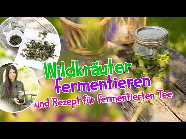 Wildkräuter fermentieren  Fermentierter Tee #wildkräuter #kräuter #rezept #selbstversorger